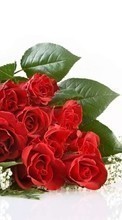 Descargar la imagen Vacaciones,Flores,Roses para celular gratis.