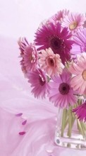 Descargar la imagen 800x480 Plantas,Flores para celular gratis.