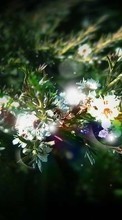 Plantas,Flores para Meizu MX4 Pro
