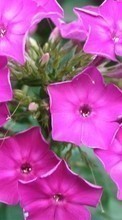 Descargar la imagen 720x1280 Plantas,Flores para celular gratis.