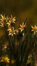 Descargar la imagen 800x480 Plantas,Flores para celular gratis.