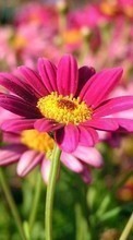 Descargar la imagen Plantas,Flores para celular gratis.