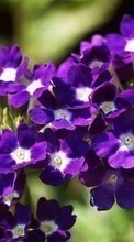 Descargar la imagen 1280x800 Plantas,Flores para celular gratis.