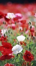 Descargar la imagen 540x960 Plantas,Flores para celular gratis.