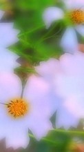 Descargar la imagen 1080x1920 Plantas,Flores para celular gratis.