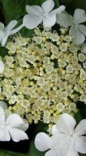 Descargar la imagen 360x640 Plantas,Flores para celular gratis.