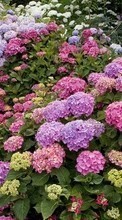 Descargar la imagen 1024x768 Plantas,Flores para celular gratis.