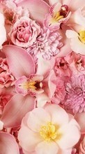 Flores,Plantas para Apple iPhone 4