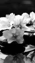 Flores,Plantas para OnePlus 8 Pro