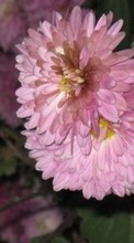 Descargar la imagen Plantas,Flores,Crisantemo para celular gratis.