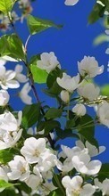 Flores,Plantas para HTC Touch Viva