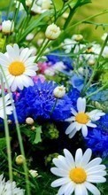 Flores,Plantas para Samsung Galaxy Pocket Plus