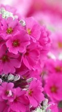 Descargar la imagen Flores,Plantas para celular gratis.