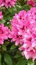 Descargar la imagen 240x400 Plantas,Flores para celular gratis.