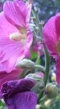 Descargar la imagen 240x400 Plantas,Flores para celular gratis.