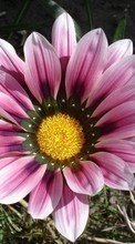 Descargar la imagen 1024x600 Plantas,Flores para celular gratis.