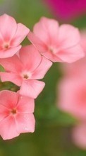 Descargar la imagen 1024x600 Plantas,Flores para celular gratis.
