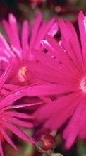 Descargar la imagen 320x480 Plantas,Flores para celular gratis.