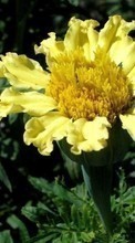 Descargar la imagen 320x480 Plantas,Flores para celular gratis.