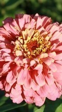 Descargar la imagen 360x640 Plantas,Flores para celular gratis.