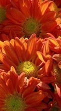 Descargar la imagen 1280x800 Plantas,Flores para celular gratis.