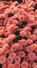 Plantas,Flores para Samsung E1232