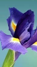 Descargar la imagen Plantas,Flores,Iris para celular gratis.
