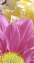 Descargar la imagen 320x480 Plantas,Flores,Crisantemo,Imágenes para celular gratis.