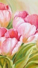 Descargar la imagen Plantas,Flores,Tulipanes,Imágenes para celular gratis.