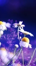 Plantas,Flores,Camomila para Samsung Galaxy Core 2