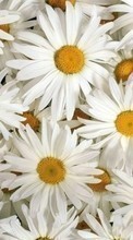 Descargar la imagen Flores,Plantas,Camomila para celular gratis.