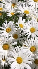 Descargar la imagen Flores,Plantas,Camomila para celular gratis.