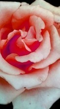 Descargar la imagen 480x800 Plantas,Flores,Roses para celular gratis.