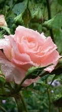 Descargar la imagen 720x1280 Plantas,Flores,Roses para celular gratis.