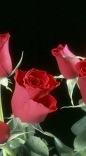 Descargar la imagen 800x480 Plantas,Flores,Roses para celular gratis.