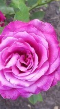 Descargar la imagen 1080x1920 Plantas,Flores,Roses para celular gratis.