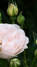 Descargar la imagen 540x960 Plantas,Flores,Roses para celular gratis.
