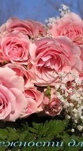 Descargar la imagen 480x800 Vacaciones,Plantas,Flores,Roses para celular gratis.