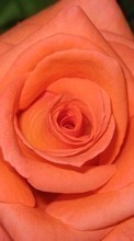 Descargar la imagen 1024x768 Plantas,Flores,Roses para celular gratis.