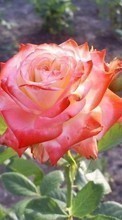 Descargar la imagen 540x960 Plantas,Flores,Roses para celular gratis.