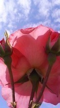 Descargar la imagen 1080x1920 Plantas,Flores,Roses para celular gratis.