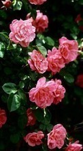Plantas,Flores,Roses para LG Optimus True HD LTE P936
