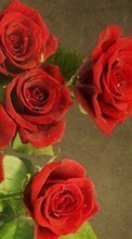 Plantas,Flores,Roses para Sony Xperia ion