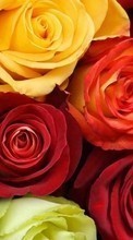 Plantas,Flores,Roses para OnePlus Two