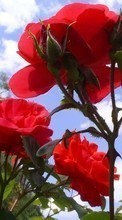 Plantas,Flores,Roses para Samsung Galaxy Grand Quattro