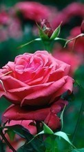 Flores,Roses,Plantas para Sony Xperia P