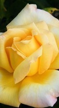 Descargar la imagen Flores,Roses,Plantas para celular gratis.