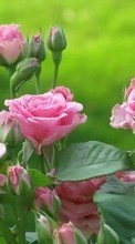 Roses,Plantas,Flores para Sony Ericsson Live with Walkman