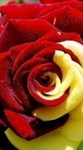 Plantas,Flores,Roses para BlackBerry Bold 9790