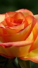 Plantas,Flores,Roses para Sony Xperia ZR